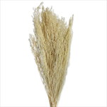 Caspia sušená 100g bělená - velkoobchod, dovoz květin, řezané květiny Brno