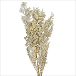 Rich grass svazek 50g bílá - velkoobchod, dovoz květin, řezané květiny Brno