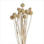 Preserved golden ball 20ks bílá - velkoobchod, dovoz květin, řezané květiny Brno