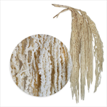 Amaranthus 5ks/80-100cm bílá - velkoobchod, dovoz květin, řezané květiny Brno