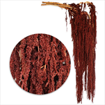 Amaranthus 5ks/80-100cm hnědá - velkoobchod, dovoz květin, řezané květiny Brno