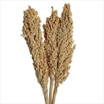 Indian corn 3ks bílá - velkoobchod, dovoz květin, řezané květiny Brno