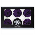 Stabilizovaná růže hlava 6ks/6,5cm tm.fialová - velkoobchod, dovoz květin, řezané květiny Brno