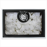 Stabilizovaná  hortenzie BOX bílá - velkoobchod, dovoz květin, řezané květiny Brno