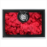 Stabilizovaná hortenzie BOX červená - velkoobchod, dovoz květin, řezané květiny Brno