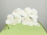 Orchidej umělá krémová - velkoobchod, dovoz květin, řezané květiny Brno