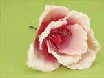 Květ latex zápich V20x10c, krémovo-růžový - velkoobchod, dovoz květin, řezané květiny Brno