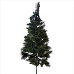 Borovice žilková střapatá 180 cm - velkoobchod, dovoz květin, řezané květiny Brno