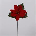 Poinsettia 1x pr.13/40cm červená - velkoobchod, dovoz květin, řezané květiny Brno