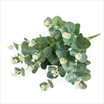 Eucalyptus  umělý 50cm zelená - velkoobchod, dovoz květin, řezané květiny Brno