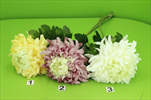 Uk Chryzantéma maxi - velkoobchod, dovoz květin, řezané květiny Brno