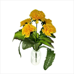 UK PAMPELIŠKA X5 24cm - velkoobchod, dovoz květin, řezané květiny Brno