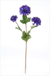 UK Chrpa 66CM modrá - velkoobchod, dovoz květin, řezané květiny Brno