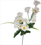 UK Kopretina 60cm - velkoobchod, dovoz květin, řezané květiny Brno