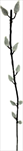 UK Větev kočičky 40cm - velkoobchod, dovoz květin, řezané květiny Brno