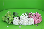 UK Hortenzie X5 42cm mix barev - velkoobchod, dovoz květin, řezané květiny Brno