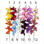 UK Gladiola 55 cm mix - velkoobchod, dovoz květin, řezané květiny Brno