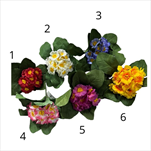 UK Primule trs 19cm mix - velkoobchod, dovoz květin, řezané květiny Brno