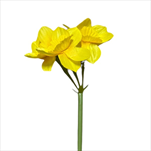 UK Narcis 45cm mix - velkoobchod, dovoz květin, řezané květiny Brno