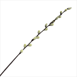 UK Vrba Jíva 60cm kočička - velkoobchod, dovoz květin, řezané květiny Brno