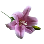 UK Lilie květ+ poupě 45 cm lila - velkoobchod, dovoz květin, řezané květiny Brno