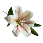 UK Lilie květ+ poupě 45 cm krémovorůžová - velkoobchod, dovoz květin, řezané květiny Brno