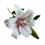 UK Lilie květ+ poupě 45 cm bílo-růžová - velkoobchod, dovoz květin, řezané květiny Brno