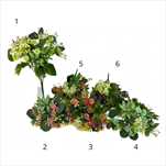 UK  Puget sukulent+bodlák mix - velkoobchod, dovoz květin, řezané květiny Brno