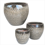 Glazed Belly Falling Brown S3 D20/38H18/32 - velkoobchod, dovoz květin, řezané květiny Brno