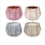 Obal Fave Callas mix D20H16 - velkoobchod, dovoz květin, řezané květiny Brno