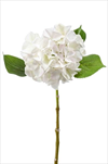 Uk Hydrangea 47cm bílá - velkoobchod, dovoz květin, řezané květiny Brno