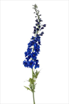 Uk Delphinium XL 130cm modré - velkoobchod, dovoz květin, řezané květiny Brno