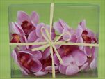 UK PHALENOPSIS KVĚT PINK S/18 - velkoobchod, dovoz květin, řezané květiny Brno