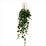 UK Ivy závěs 100cm zelený - velkoobchod, dovoz květin, řezané květiny Brno