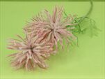 UK  Anemone X3 pink 65cm - velkoobchod, dovoz květin, řezané květiny Brno