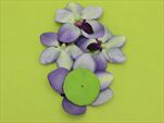 Uk Vanda lilac 4ks - velkoobchod, dovoz květin, řezané květiny Brno
