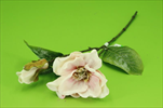 Uk Magnolia X2/58cm peach - velkoobchod, dovoz květin, řezané květiny Brno