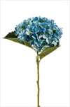 Uk Hydrangea Annabelle 52cm blue - velkoobchod, dovoz květin, řezané květiny Brno