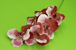 Uk vanda 98cm červeno-růžová - velkoobchod, dovoz květin, řezané květiny Brno
