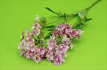 Uk Verbena 68cm purple - velkoobchod, dovoz květin, řezané květiny Brno
