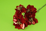 Uk Poinsettia mini red 67cm - velkoobchod, dovoz květin, řezané květiny Brno