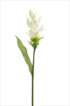Uk Curcuma 80cm white - velkoobchod, dovoz květin, řezané květiny Brno