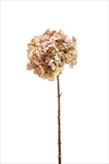 Uk Hydrangea 45cm krémovo-zlatá - velkoobchod, dovoz květin, řezané květiny Brno