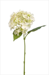 Uk Hydrangea 50cm bílá - velkoobchod, dovoz květin, řezané květiny Brno