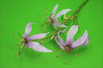 Uk Gloriosa X3/60cm lt.purple - velkoobchod, dovoz květin, řezané květiny Brno
