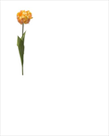 Uk tulipán Paris 66cm žlutý - velkoobchod, dovoz květin, řezané květiny Brno