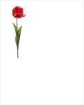 Uk tulipán Paris 66cm oranžový - velkoobchod, dovoz květin, řezané květiny Brno