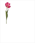 Uk tulipán Paris 66cm růžový - velkoobchod, dovoz květin, řezané květiny Brno