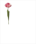 Uk tulipán Paris 66cm fialový - velkoobchod, dovoz květin, řezané květiny Brno