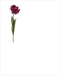 Uk tulipán Paris 66cm tmavě fialový - velkoobchod, dovoz květin, řezané květiny Brno